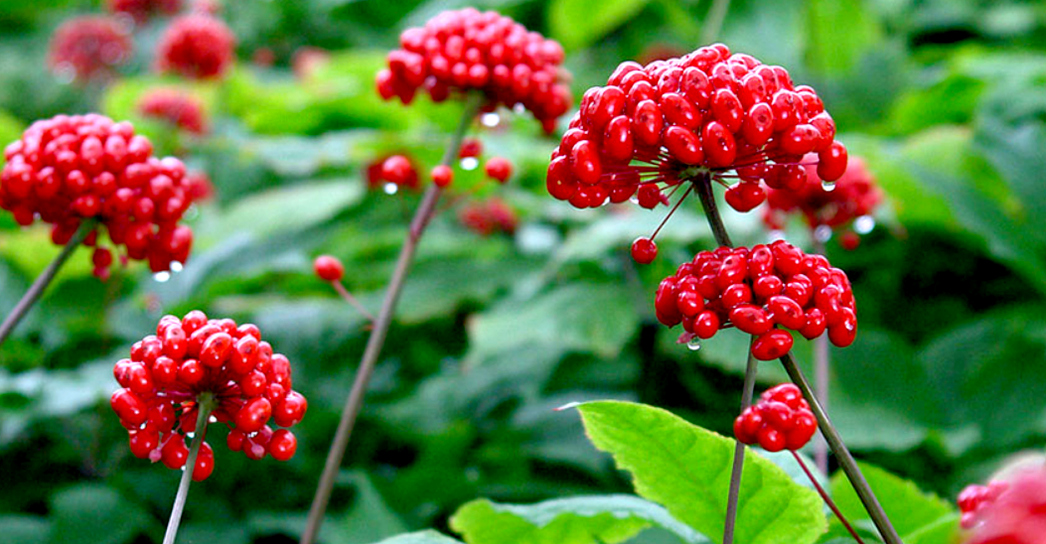 ginseng para aumentar o pene